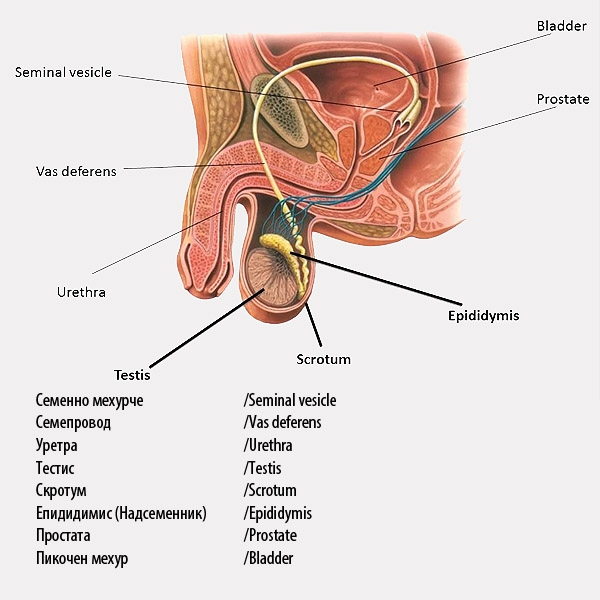 Строение мужской репродуктивной системы